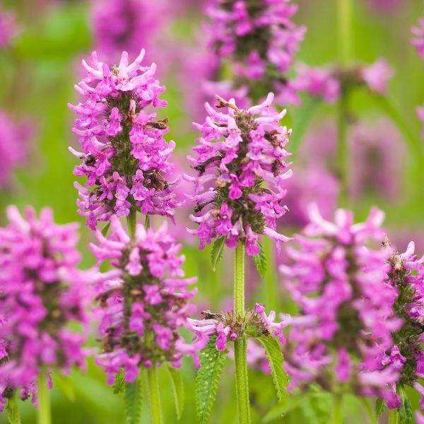 STACHYS BETONY SUMMER ROMANCE 