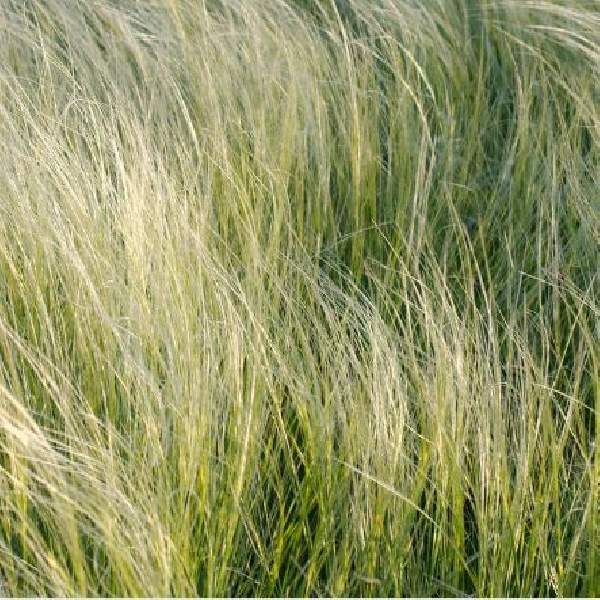 Stipa ColorGrass Pony Tails