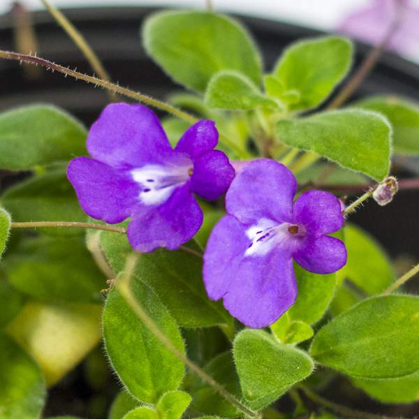 streptocarpella-concord-blue-trailing.jpg