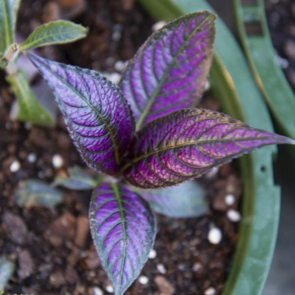 strobilanthes-persian-shield.jpg