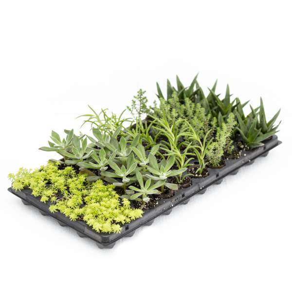 Succulent Assortment