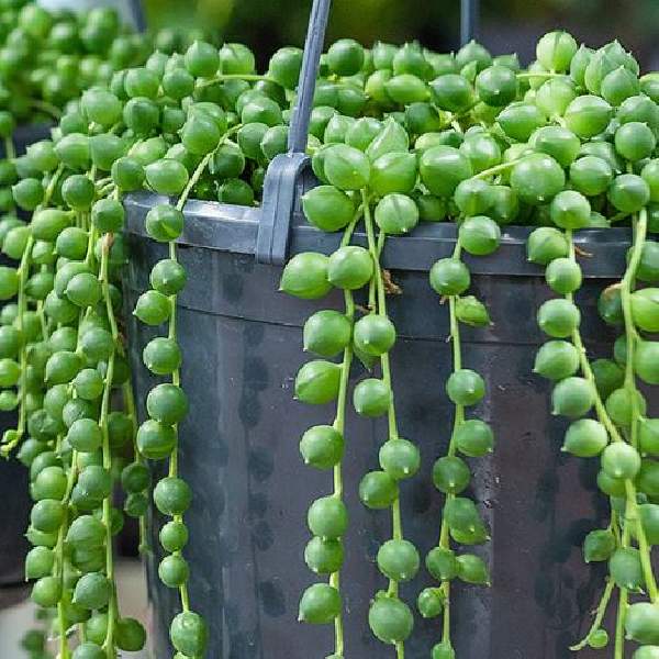 Senecio Rowleyanus String of Pearls