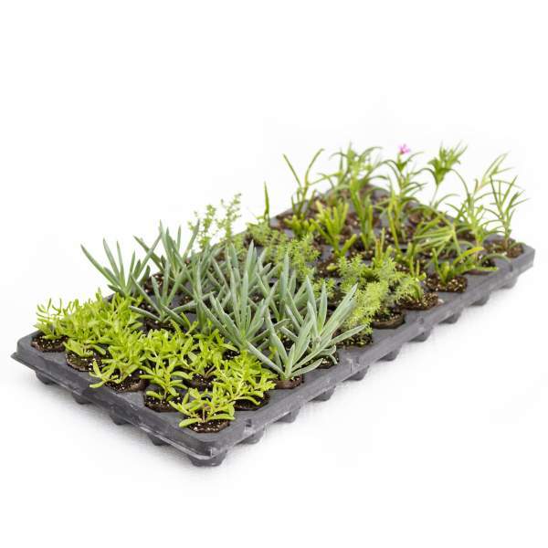 SUCCULENTS TRAILING ASSORTMENT