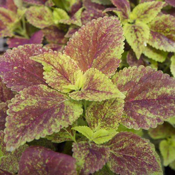 Coleus