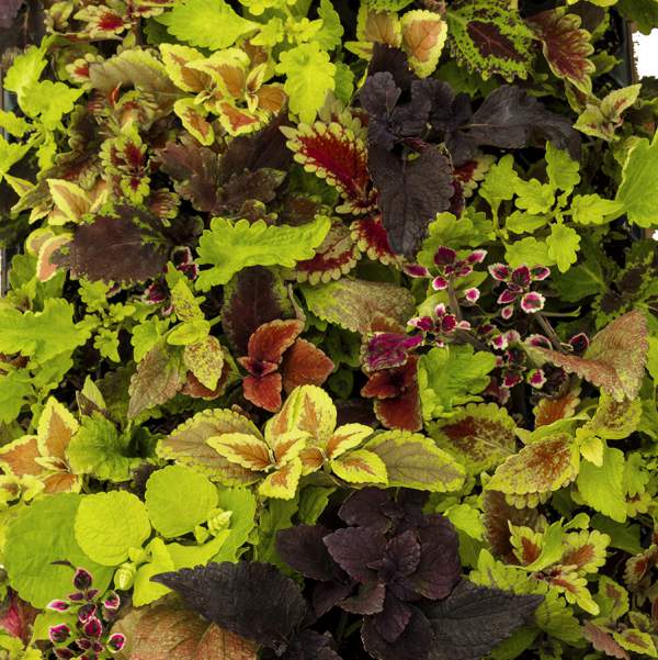 COLEUS ALL MIXED UP