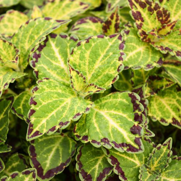 COLEUS BONNIE GOLD