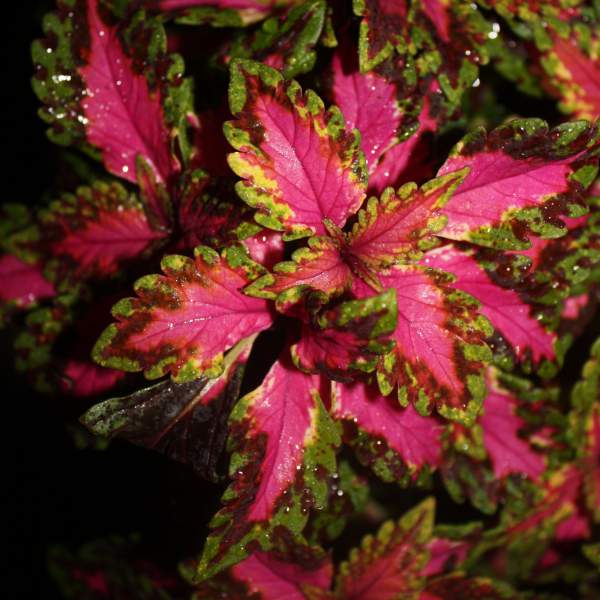 COLEUS CHAOTIC ROSE