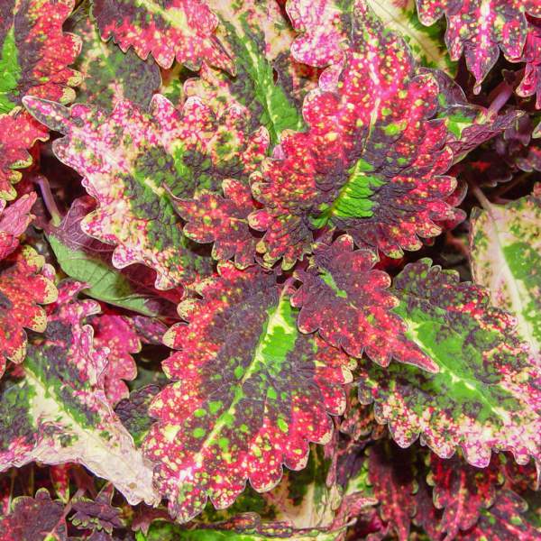 COLEUS CRACKLIN ROSIE