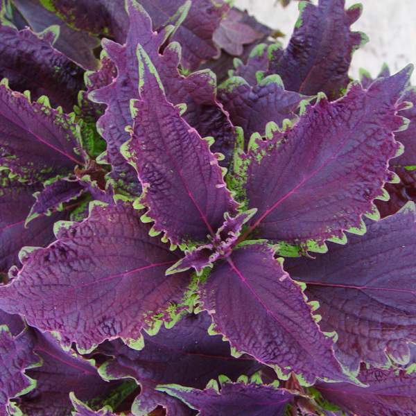 COLEUS DARK RUFFLES