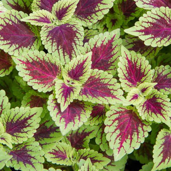 COLEUS DEFIANCE