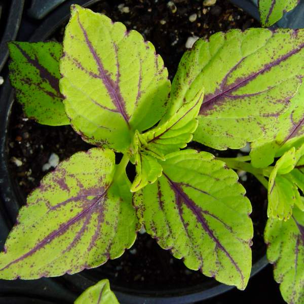 sun-coleus-gays-delight.jpg