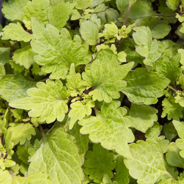sun-coleus-gold-lace.jpg