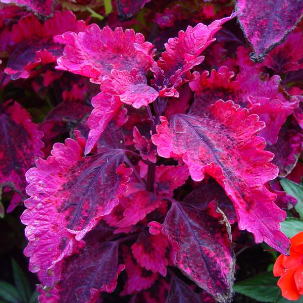 COLEUS HOT LAVA