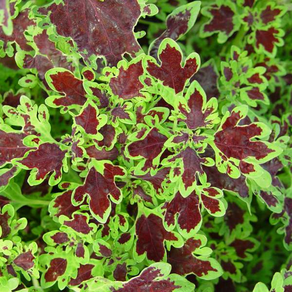 sun-coleus-inky-fingers.jpg