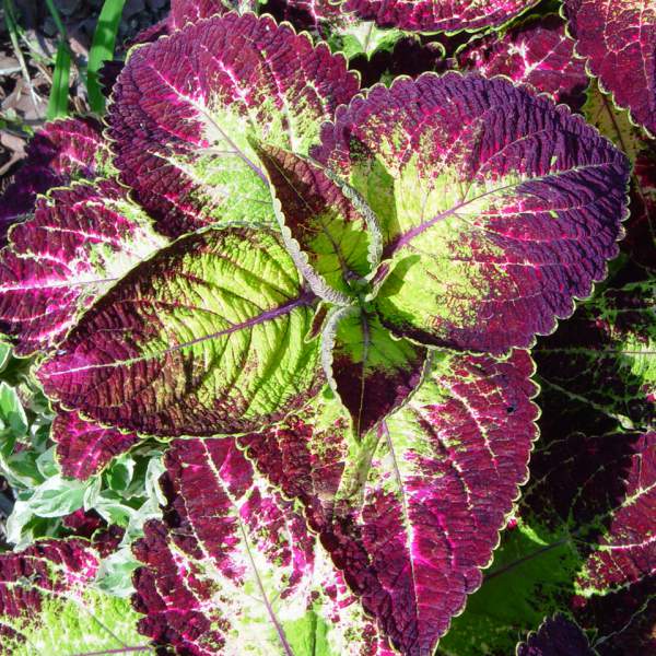 COLEUS JADE