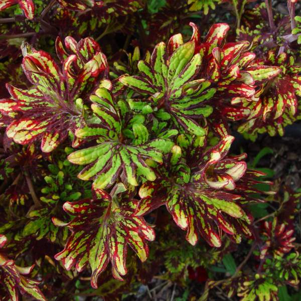 sun-coleus-kingwood-karnival.jpg