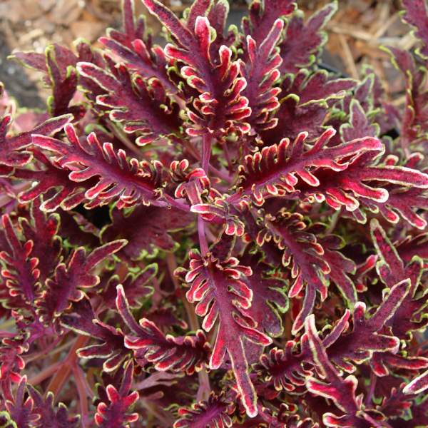 COLEUS KIWI FERN