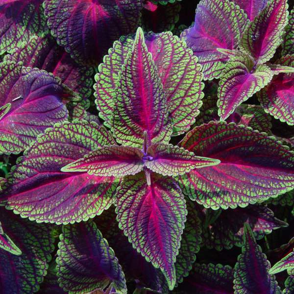 COLEUS LORD VOLDEMORT