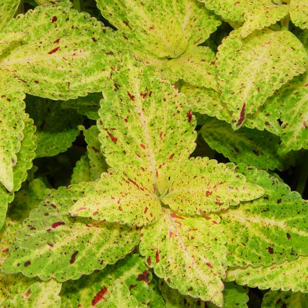 COLEUS MARDI GRAS