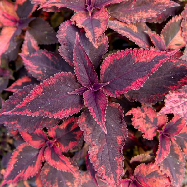 COLEUS MARIPOSA