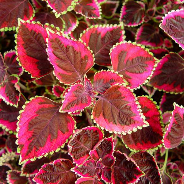COLEUS MEANDERING LINDA