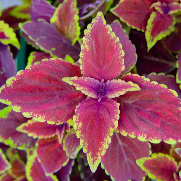 COLEUS OXBLOOD