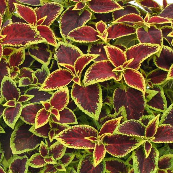 COLEUS PAT MARTIN