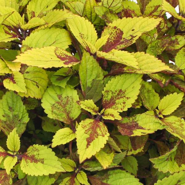 COLEUS PINEAPPLE