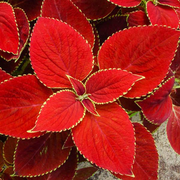Coleus Red Coat