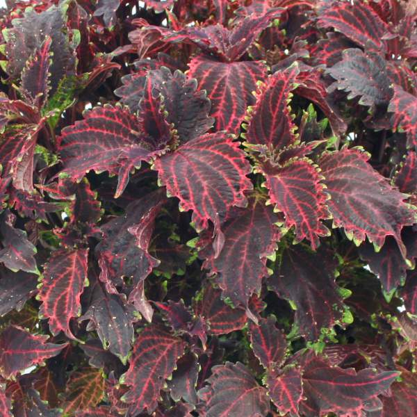 sun-coleus-red-ruffles.jpg