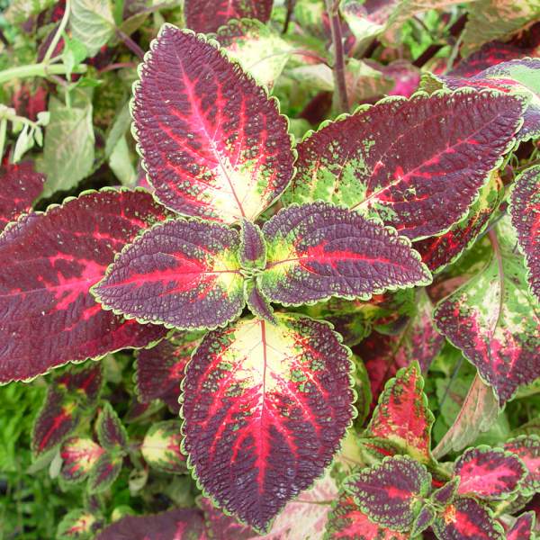 COLEUS SOLAR SUNRISE