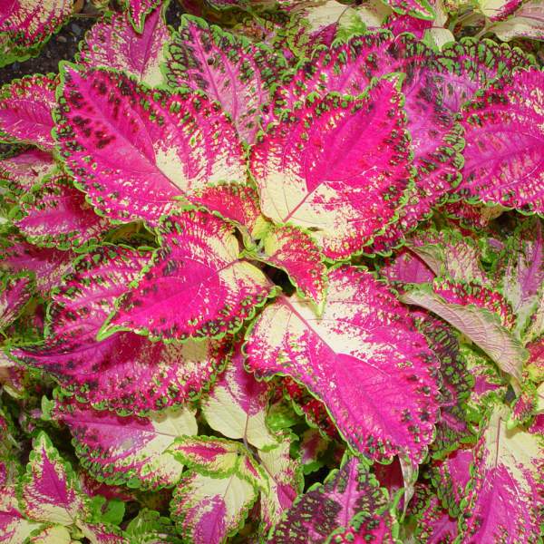 COLEUS TAPESTRY