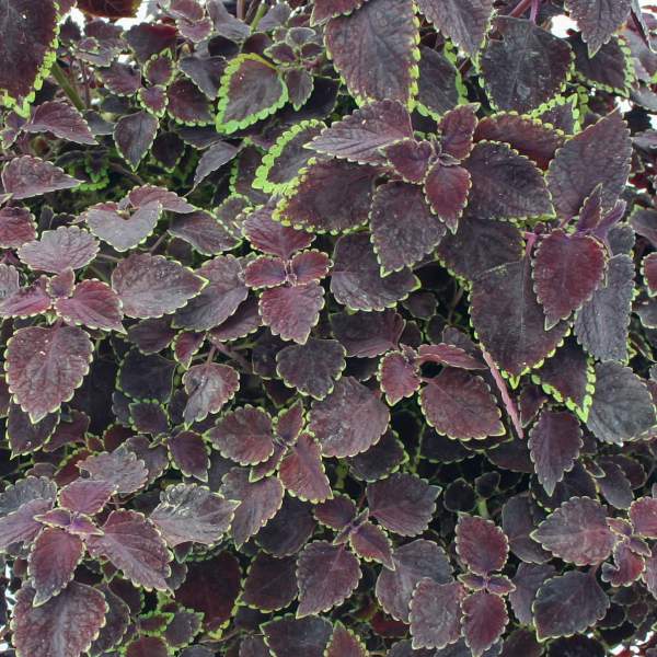 sun-coleus-trailing-burgundy.jpg
