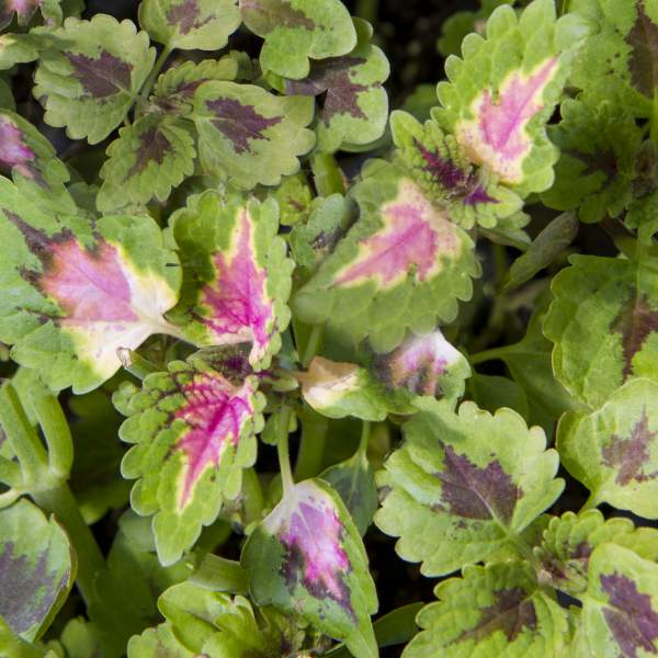 COLEUS TRAILING PINK