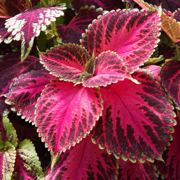 COLEUS WATERMELON DELIGHT