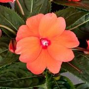 sunpatiens-compact-coral-pink.jpg