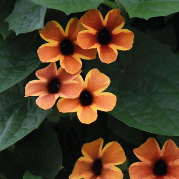 Thunbergia
