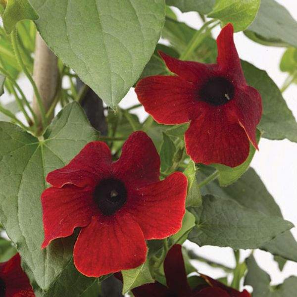THUNBERGIA ALATA SUNNY SUSY BROWNIE RED