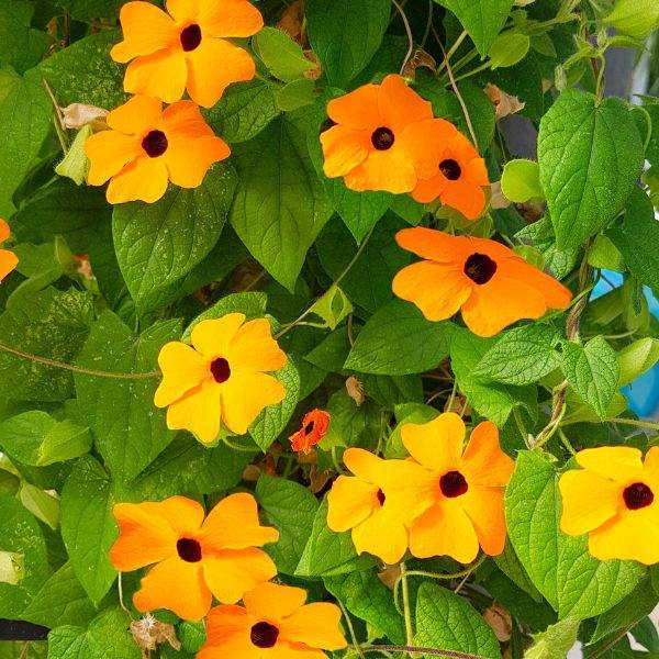 THUNBERGIA ALATA SUNNY SUSY NEW ORANGE