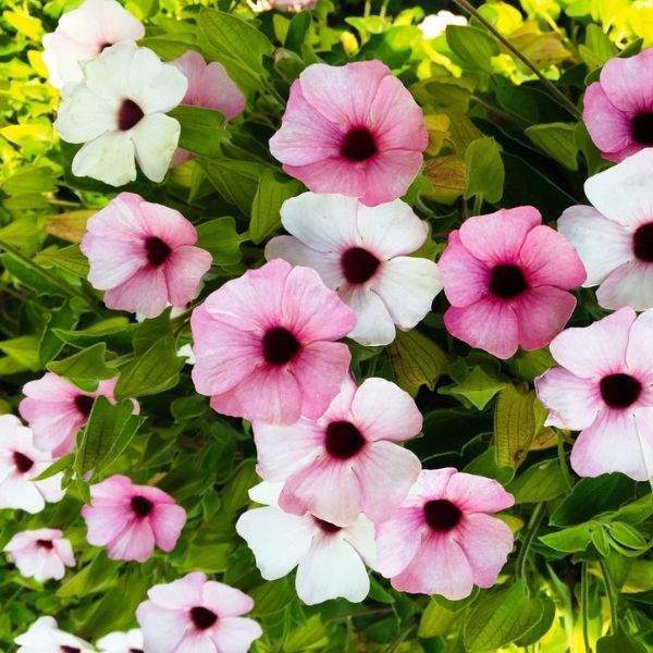 THUNBERGIA ALATA SUNNY SUSY PINK BEAUTY