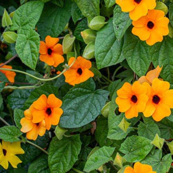 THUNBERGIA ALATA SUNNY SUSY RED ORANGE