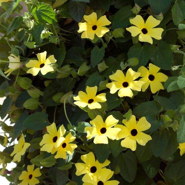 THUNBERGIA ALATA SUNNY SUSY YELLOW DARK EYE