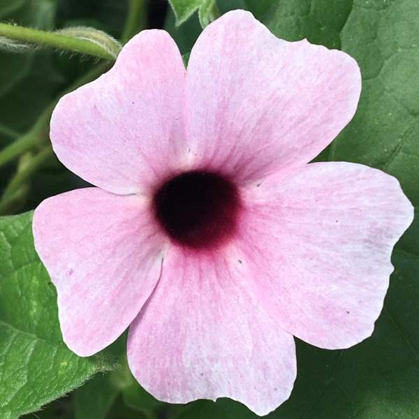 THUNBERGIA PINK