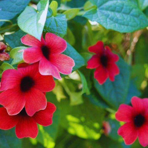 THUNBERGIA SUNNY SUSY CHERRY