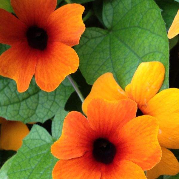 THUNBERGIA SUNNY SUSY GLOW