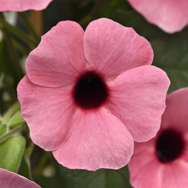 Thunbergia Sunny Susy Rose Sensation