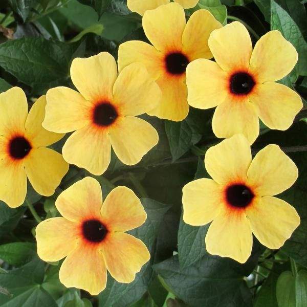 THUNBERGIA SUNNY SUSY TERRA COTTA