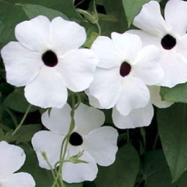 Thunbergia Sunny Susy White Halo
