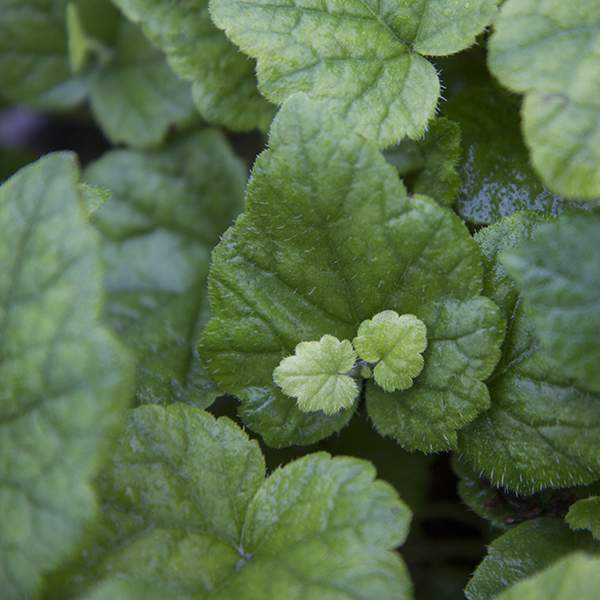 tolmiea-piggyback-plant-foliage.jpg