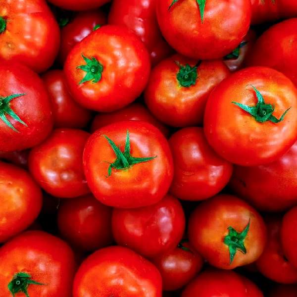 TOMATO BETTER BOY PLUS